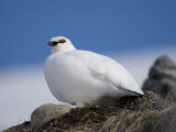 Male Rock Ptarmigan Against a Blue Sky Photographic Print by John Dunn