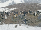 Chinstrap Penguin (Pygoscelis Antarctica) Rookery Photographie par Gordon Wiltsie