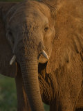 Elephant in Samburu National Reserve Photographic Print by Michael Nichols