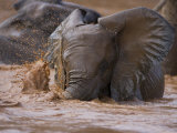 Juvenile Elephant Playing in a River in Samburu National Park Photographic Print by Michael Nichols