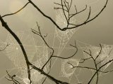 Spiderweb on Tree Lámina fotográfica por Bill Hatcher