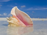 Queen Conch Shell in Shallow Water on a Sandbar in the Florida Keys Photographic Print by Mike Theiss 