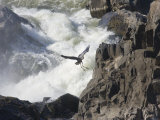 Great Blue Heron Taking Off from Rocks Near Big White Water Photographie par Skip Brown