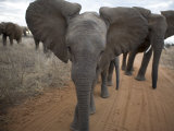 African Elephants on a Dirt Road in Samburu National Park Photographic Print by Michael Nichols