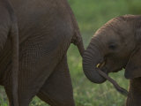 Baby Elephant Grasping its Mother's Tail Photographic Print by Michael Nichols