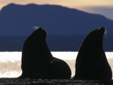 Pair of Silhouetted California Sea Lions, Zalophus Californianus Photographie par Paul Nicklen