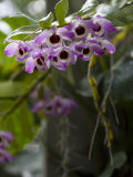 Purple and White Orchid at the Botanic Garden Photographic Print by David Evans