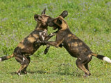 Cape Hunting Dogs, Lycaon Pictus, Sparring or Play Fighting Photographie par Jim And Jamie Dutcher