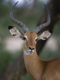 Alert Impala in Samburu National Reserve Photographic Print by Michael Nichols