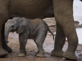 Elephant Calf Finds Shelter Amid its Mother's Legs Photographic Print by Michael Nichols