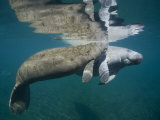 Pair of Florida Manatees Swimming in the Crystal River Photographic Print by Paul Nicklen