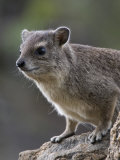 Alert Rock Hyrax in Samburu National Reserve Photographic Print by Michael Nichols