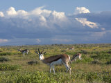 Springbok Grazing a Vast Grassland under Billowing Cumulus Clouds Fotografie-Druck von Kent Kobersteen