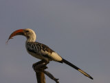 Hornbill on a Perch Photographic Print by Michael Nichols
