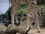 Giraffe Standing Among Vulturine Guineafowl Photographic Print by Michael Nichols