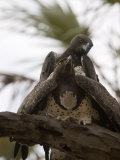 Pair of Martial Eagles Mating Photographic Print by Michael Nichols