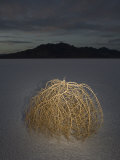 Tumbleweed on the Bonneville Salt Flats, Utah Photographic Print by John Burcham