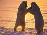Polar Bears Play Sparring at Twilight Photographie par Paul Nicklen