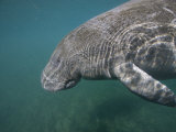 Florida Manatee Swimming in the Crystal River Photographie par Paul Nicklen