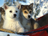 Close Up of Siberian Husky Puppies Photographic Print by Nick Norman