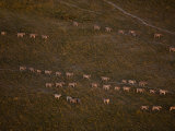 Aerial of a Herd of Burchell's Zebras Following Time Worn Paths Photographic Print by Beverly Joubert Aerial of a Herd of Burchell's Zebras Following Time Worn Paths Photographic Print by Beverly Joubert
