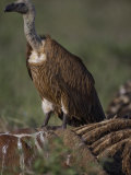 White Backed Vulture on a Giraffe Carcass Photographic Print by Michael Nichols