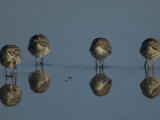 Dunlin Sandpipers, Calidris Alpina, Foraging Photographic Print by Tim Laman