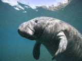 Florida Manatee Swimming in the Crystal River Photographie par Paul Nicklen