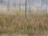 Steam and Fog Among Tree Trunks and Grasses at Midway Geyser Basin Photographie par William Allen