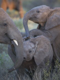 Baby Elephants at Play in Samburu National Reserve Photographic Print by Michael Nichols