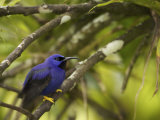 Male Purple Honeycreeper Perched on a Branch Photographic Print by Tim Laman