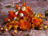 Colorful and Well Camouflaged Puget Sound King Crab Photographic Print by Paul Nicklen