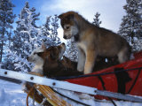 Siberian Husky Puppies Play on a Snow Sled Photographic Print by Nick Norman