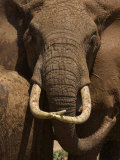 Elephant with Crossed Tusks in Samburu National Reserve Photographic Print by Michael Nichols