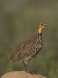 Yellow-Necked Spurfowl Photographic Print by Michael Nichols