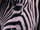 Detail of a Plains Zebra's Face Photographic Print by Nick Norman