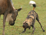 Cape Hunting Dog, Lycaon Pictus, Prepares to Attack a Wildebeest Photographie par Jim And Jamie Dutcher