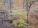 Woman Runs on a Trail Through Eastern Hardwood Forest in the Fall Photographie par Skip Brown