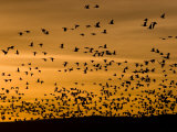 Flock of Snow Geese (Chen Caerulescens) Fly Along the Rio Grande Photographic Print by Ralph Lee Hopkins