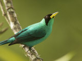 Portrait of a Male Green Honeycreeper Perched on a Branch Photographic Print by Tim Laman