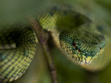 Mangrove Pit Viper in Bako National Park Photographic Print by Mattias Klum