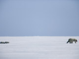 Polar Bear Cubs Following their Mother across the Sea Ice Photographie par Paul Nicklen