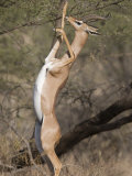 Gerenuk Feeding Standing on Hind Legs Photographic Print by Michael Nichols