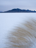 Grasses in the Wind on the Bonneville Salt Flats, Utah Photographic Print by John Burcham