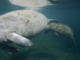 Pair of Florida Manatees Swimming in the Crystal River Photographie par Paul Nicklen