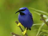 Male Purple Honeycreeper Perched on a Branch Photographic Print by Tim Laman