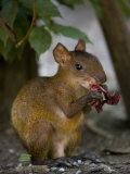 Small Mammal Chewing on a Carcass Photographic Print by Mattias Klum