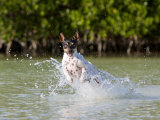 Active Rat Terrier Dog Splashing and Jumping Through the Water Photographic Print by Karine Aigner