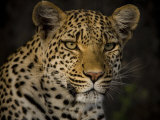Profile Portrait of a Leopard Photographic Print by Beverly Joubert