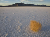 Tumbleweed on the Bonneville Salt Flats, Utah Photographic Print by John Burcham